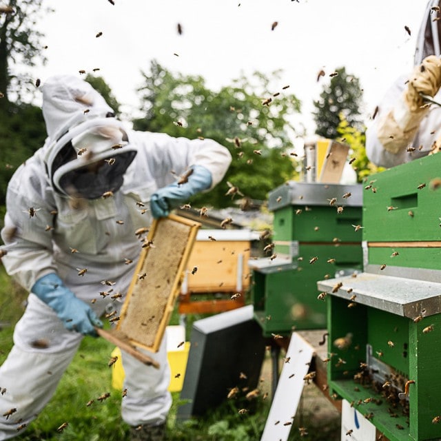 Zu Besuch beim “Honighus” in Neftenbach
