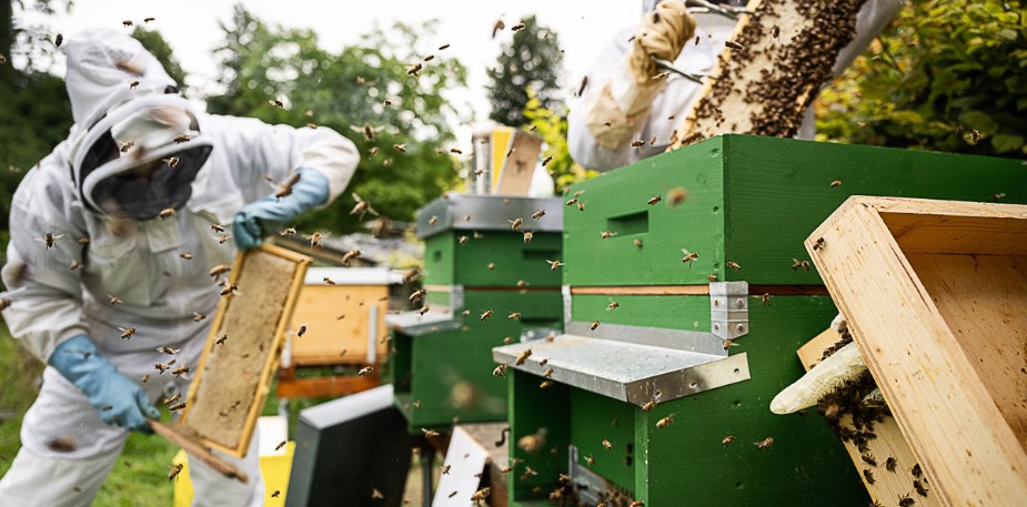 Zu Besuch beim “Honighus” in Neftenbach