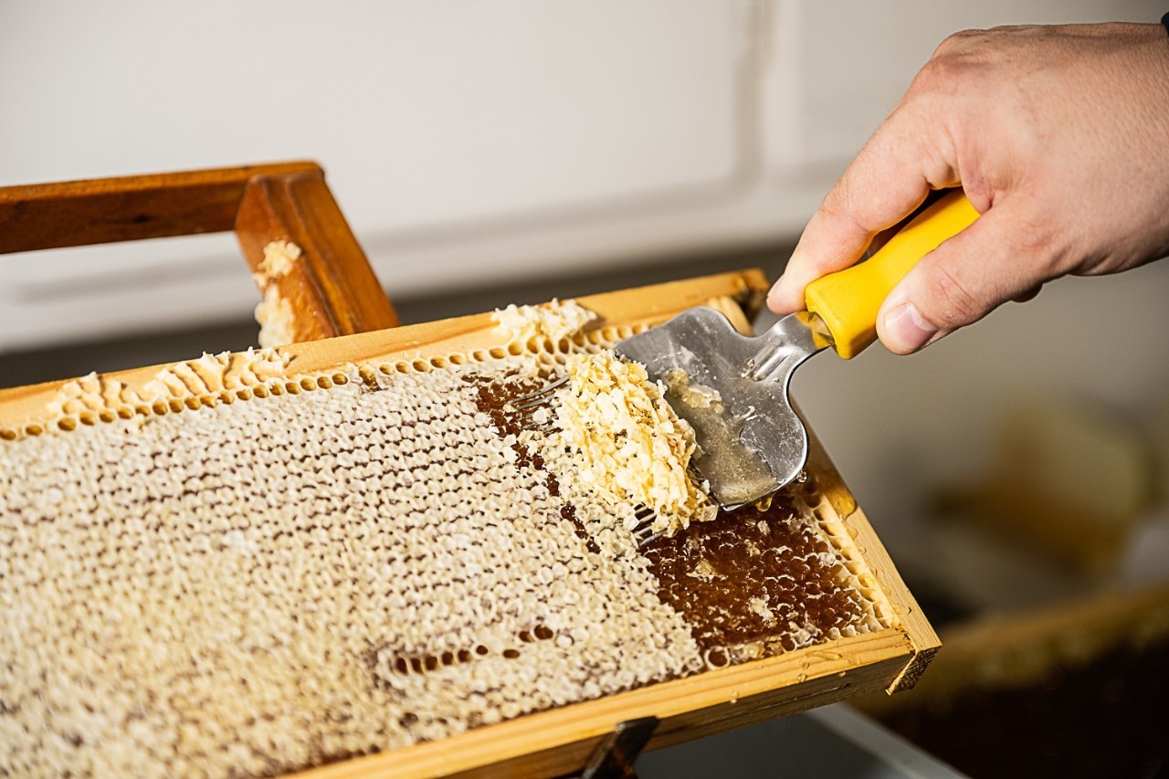 Entdeckelung von Bienenwaben mit Entdecklungsgabel Entdeckelung von Bienenwaben mit Entdecklungsgabel