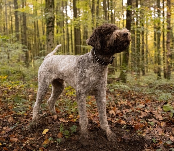 Trüffelhund Lennox Trüffelhund Lennox