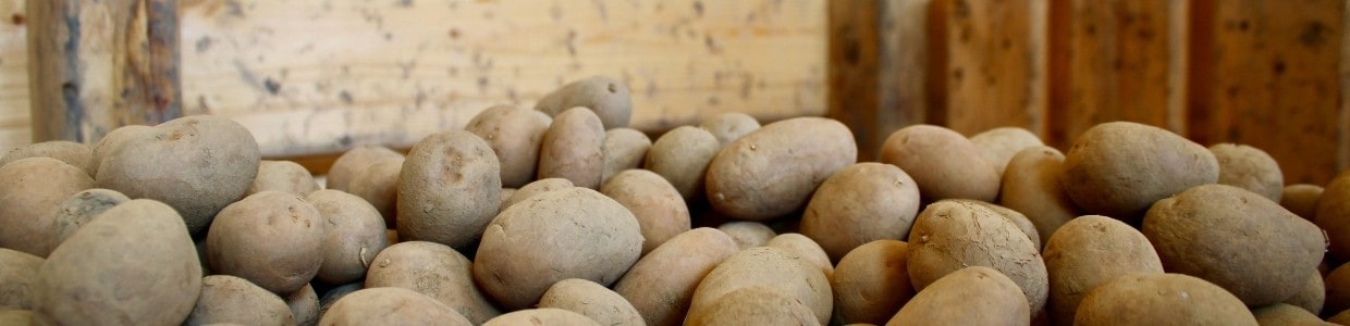 Pflanzkartoffeln im Lager für die bevorstehende Kampagne