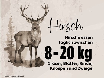 Hirsch Hirsch