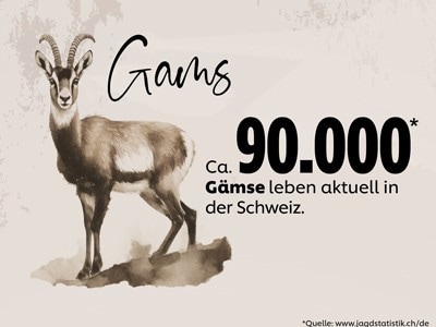 Gams Gams