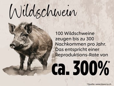 Wildschwein Wildschwein