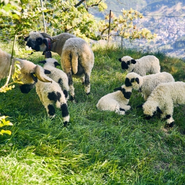 Das Walliser Schwarznasenschaf