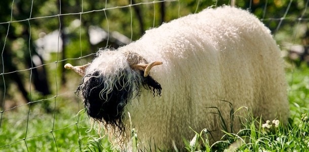 ein Schaf auf einer Wiese