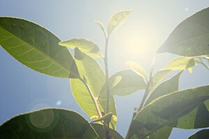 Unilever Sustainable Agriculture Code (SAC) Unilever Sustainable Agriculture Code (SAC)