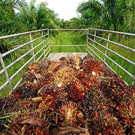 Huile de palme Huile de palme