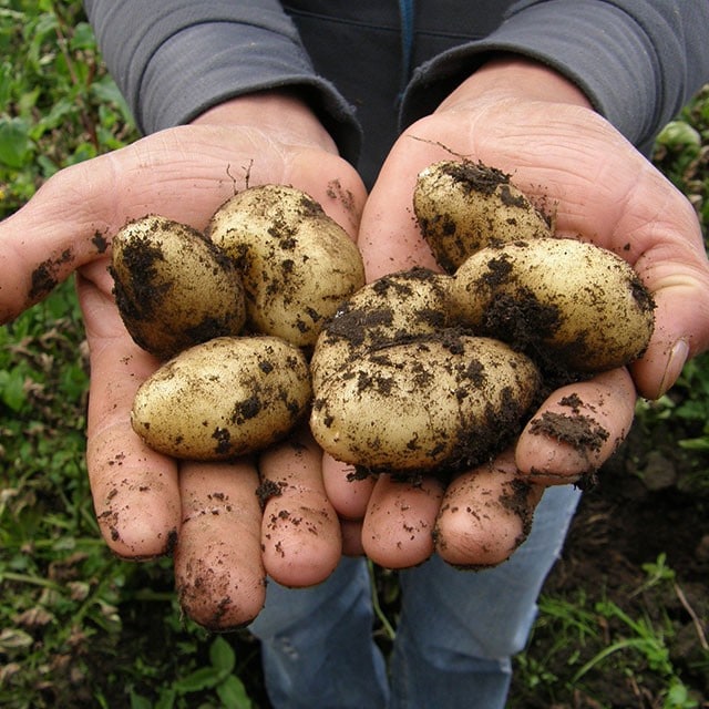 Des pommes de terre issues à 100% de l’agriculture durable!