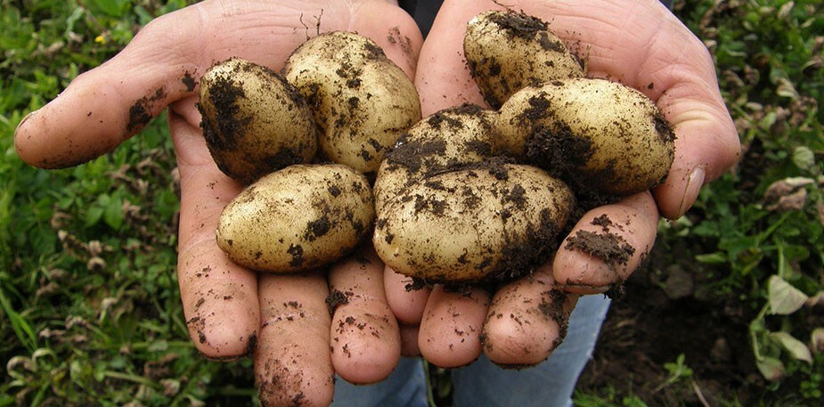 Des pommes de terre issues à 100% de l’agriculture durable!