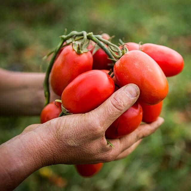 La durabilité au cœur de nos tomates!