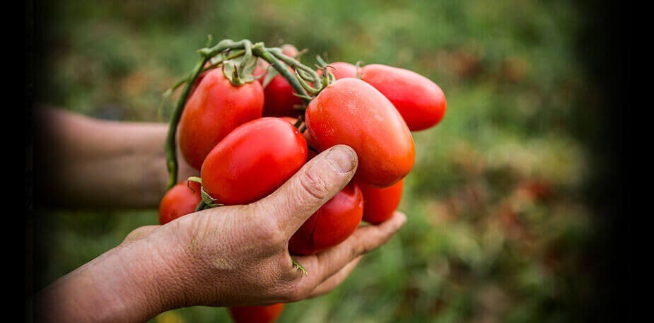 Nos tomates à la pointe de la durabilité!
