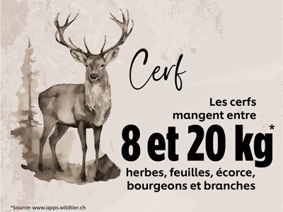 Cerf Cerf