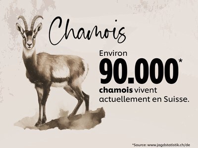 Chamois Chamois