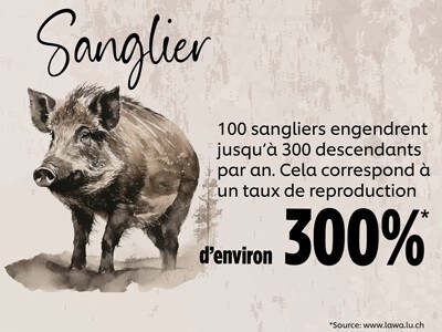 Sanglier Sanglier