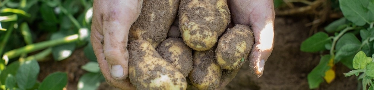  Pommes de terre prêtes pour la récolte.