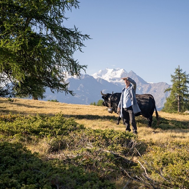 Le Meilleur des Alpes