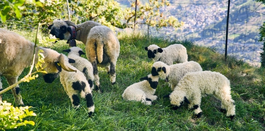 Le mouton à nez noir du Valais