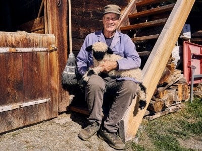 un agneau assis sur les genoux d'un éleveur de moutons