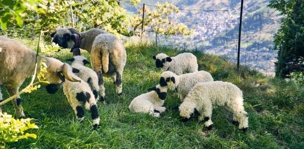 Des moutons à l'ombre