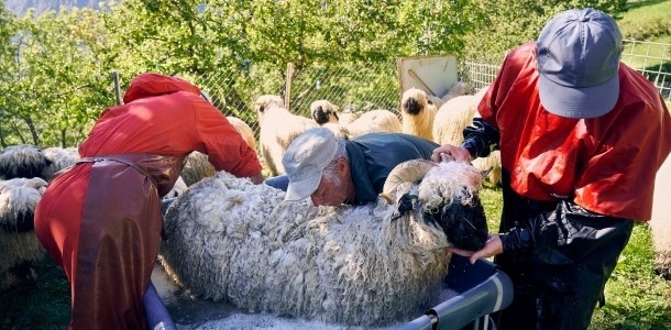 Les moutons et les éleveurs de moutons