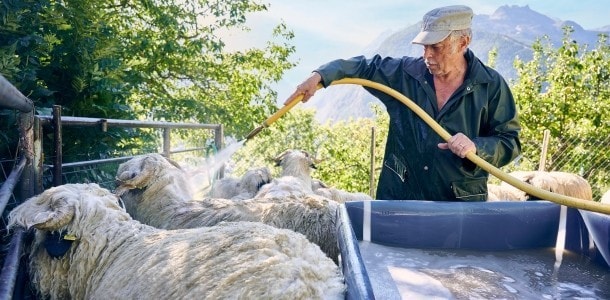 Les moutons sont lavés à l'aide d'un tuyau d'arrosage