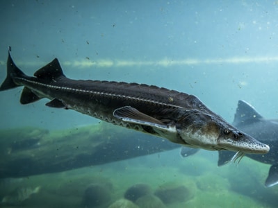 Esturgeon dans l'eau