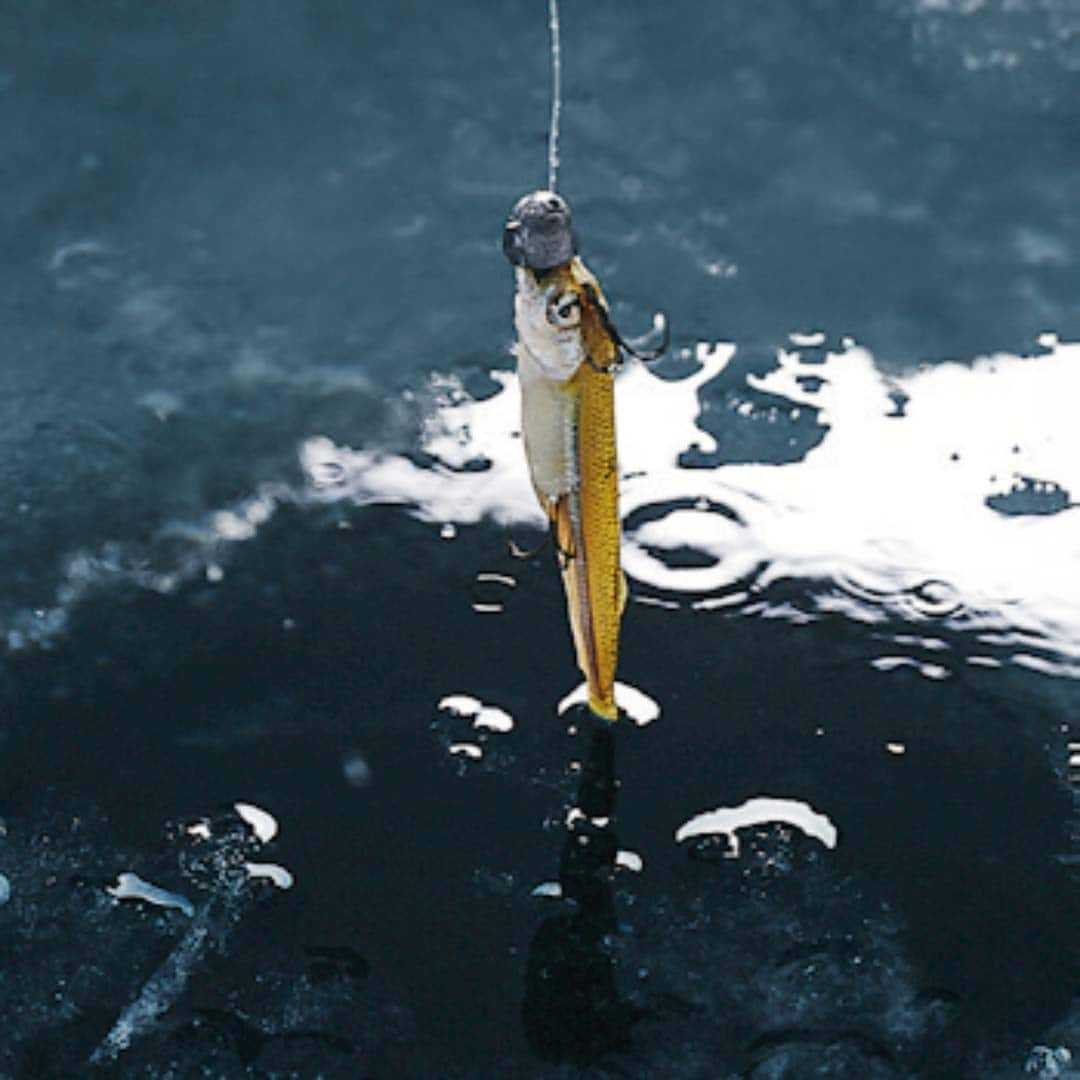 L'appât : un petit poisson mort