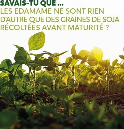 le savais-tu...que les edamame ne sont rien d'autre que des graines de soja récoltées avant maturité ? le savais-tu...que les edamame ne sont rien d'autre que des graines de soja récoltées avant maturité ?