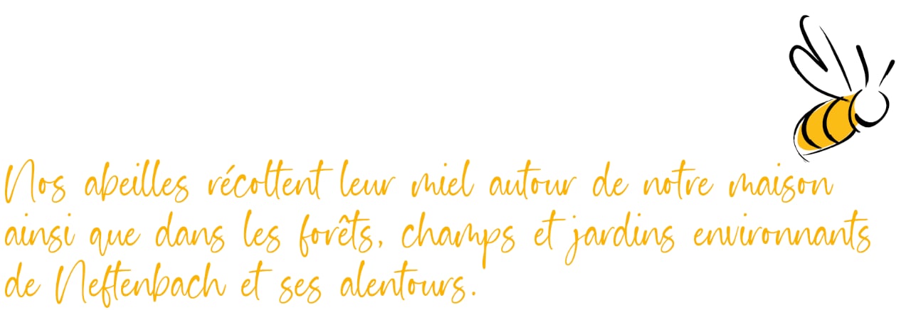Nos abeilles récottent leur miel autour de notre maison ainsi que dans les forêts, champs et jardins environnants de Neftenbach et ses alentours Nos abeilles récottent leur miel autour de notre maison ainsi que dans les forêts, champs et jardins environnants de Neftenbach et ses alentours