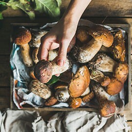 Cèpes séchés: Cèpes séchés: